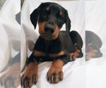 Small #2 Doberman Pinscher