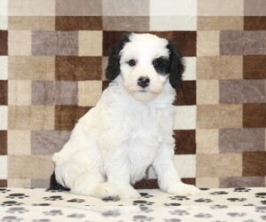 Bernedoodle (Miniature) Puppy for sale in DENVER, PA, USA