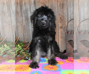 Australian Labradoodle Puppy for sale in ASPERMONT, TX, USA