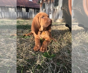 Bloodhound Puppy for Sale in JOPLIN, Missouri USA