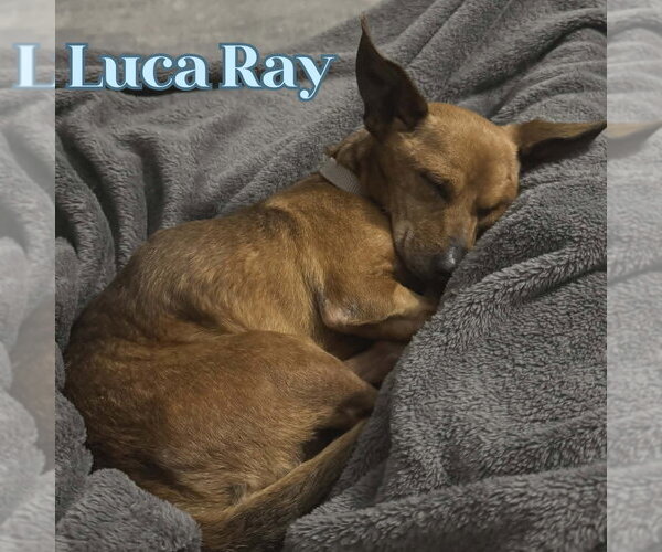 Medium Photo #2 Chiweenie Puppy For Sale in San Antonio, TX, USA