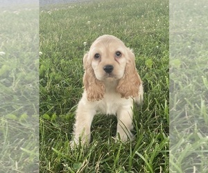 Cocker Spaniel Puppy for sale in CANOGA, NY, USA