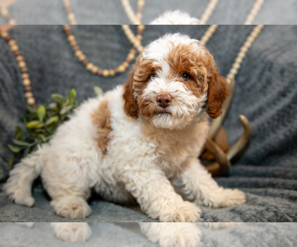Medium Photo #2 Goldendoodle (Miniature) Puppy For Sale in MIFFLINBURG, PA, USA