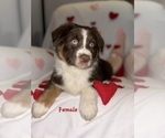 Small #12 Australian Shepherd