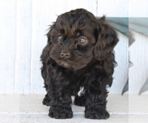 Cock-A-Poo Puppy for sale in FREDERICKSBURG, OH, USA