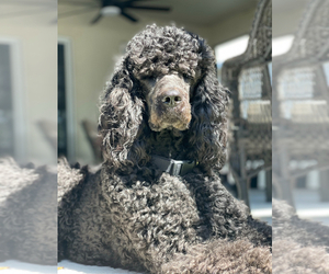Father of the Goldendoodle puppies born on 04/26/2025