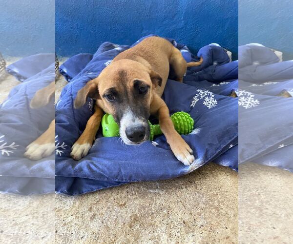 Medium Photo #3 Labrador Retriever-Unknown Mix Puppy For Sale in Virginia Beach, VA, USA