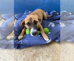 Small #2 Labrador Retriever Mix