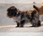 Small #28 Yorkiepoo mix (+ Poodle Toy)