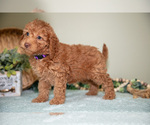 Small Photo #8 Cavapoo Puppy For Sale in DUNDEE, OH, USA