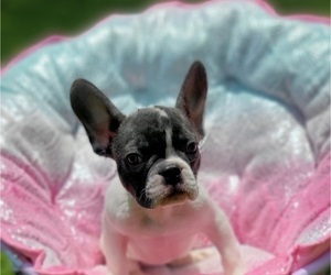 Medium French Bulldog