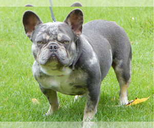 Father of the French Bulldog puppies born on 12/01/2022