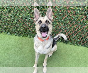 Trish 3152 - Female German Shepherd Dog Dog for Adoption - Photo #2