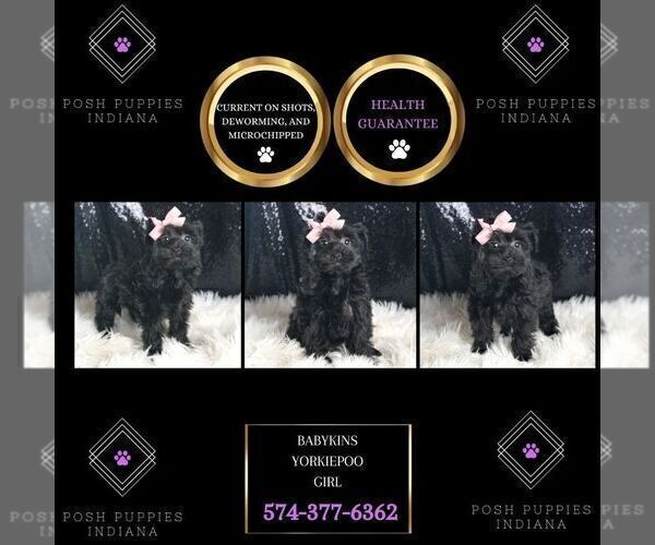 Medium Photo #6 YorkiePoo Puppy For Sale in WARSAW, IN, USA