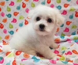 Bichon Frise Puppy for sale in TORONTO, OH, USA