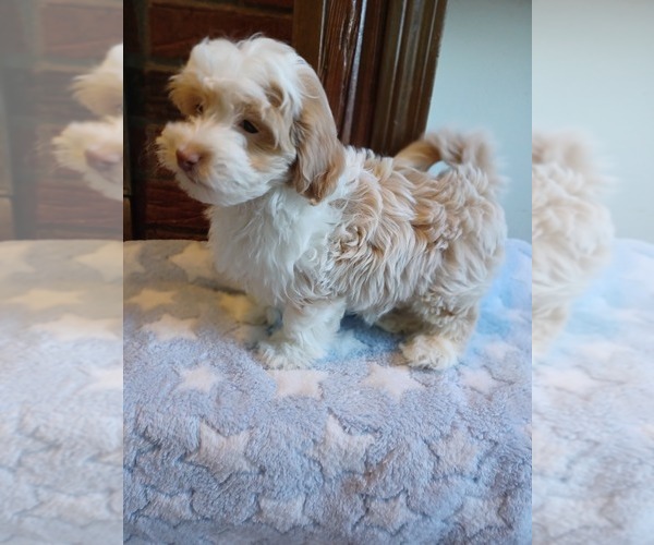 Medium Photo #4 Havapoo Puppy For Sale in LOUISVILLE, KY, USA