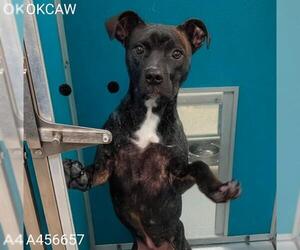 Mutt Dogs for adoption in Oklahoma City, OK, USA