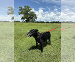 Small #3 Labrador Retriever Mix