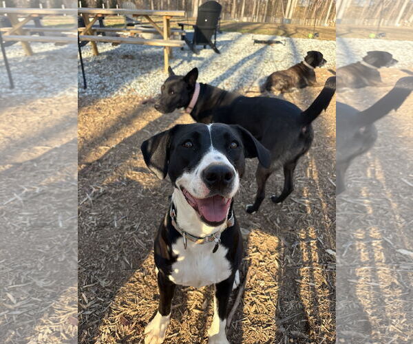 Medium Photo #4 Labrador Retriever-Unknown Mix Puppy For Sale in Holly Springs, NC, USA