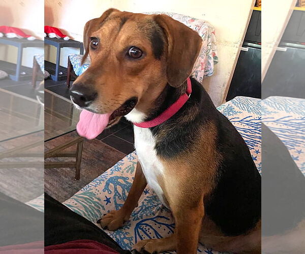 Medium Photo #1 Beagle Puppy For Sale in Dunnellon, FL, USA