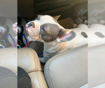 Small Photo #1 French Bulldog Puppy For Sale in CONYERS, GA, USA