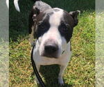 Small #2 American Staffordshire Terrier Mix