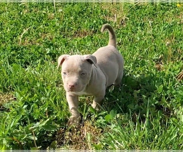Medium Photo #5 American Bully Puppy For Sale in WEST MILTON, OH, USA