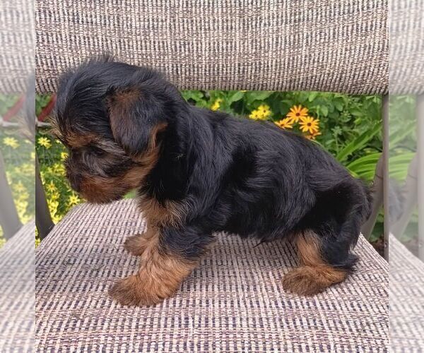 Medium Photo #3 Yorkshire Terrier Puppy For Sale in ECONOMY, IN, USA