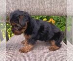 Small #2 Yorkshire Terrier