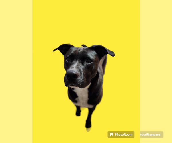 Medium Photo #34 American Staffordshire Terrier-Unknown Mix Puppy For Sale in Rosenberg, TX, USA