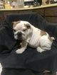 Small Photo #1 Bulldog Puppy For Sale in EAST HAVEN, CT, USA