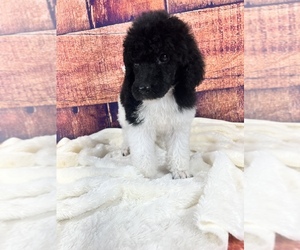 Poodle (Standard) Puppy for sale in URBANA, MO, USA