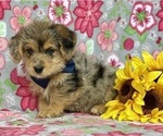 Small #1 Pembroke Welsh Corgi-Poodle (Miniature) Mix