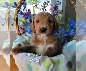 Goldendoodle Puppy for sale in GOBLES, MI, USA