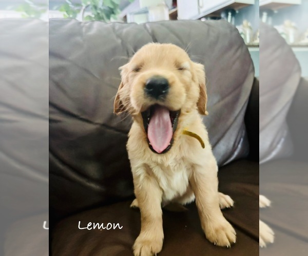 Medium Photo #13 Golden Retriever Puppy For Sale in HAMPSTEAD, NC, USA
