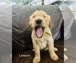 Small Photo #13 Golden Retriever Puppy For Sale in HAMPSTEAD, NC, USA