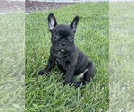 Puppy 2 French Bulldog