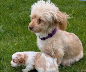 Mother of the Poovanese puppies born on 04/15/2025