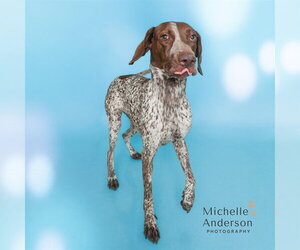 German Shorthaired Pointer Dogs for adoption in Corona, CA, USA