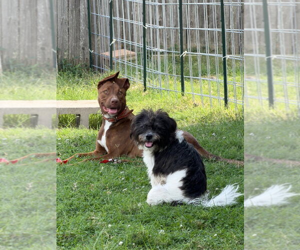Medium Photo #4 Mutt Puppy For Sale in Claremore, OK, USA