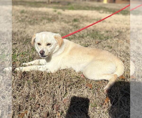 Medium Photo #3 Chihuahua-Unknown Mix Puppy For Sale in Yardley, PA, USA