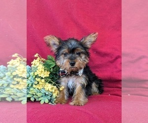 Cane Corso Puppy for sale in LINCOLN UNIVERSITY, PA, USA