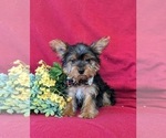 Small Photo #1 Yorkshire Terrier Puppy For Sale in LINCOLN UNIVERSITY, PA, USA