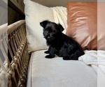 Small Photo #8 YorkiePoo Puppy For Sale in BREMEN, IN, USA