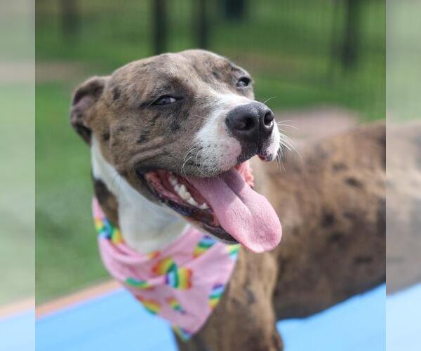 Medium Photo #1 Catahoula Bulldog Puppy For Sale in San Antonio, TX, USA