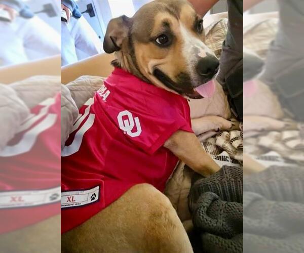 Medium Photo #2 Mutt Puppy For Sale in Oklahoma City, OK, USA