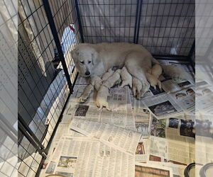 Great Pyrenees-Unknown Mix Dogs for adoption in Pacifica, CA, USA