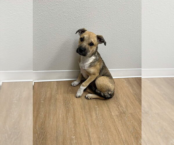 Medium Photo #7 Labrador Retriever-Unknown Mix Puppy For Sale in New York, NY, USA