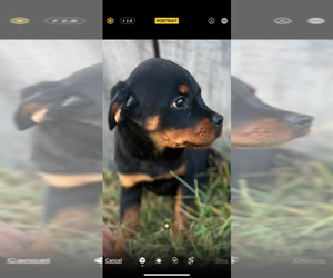 Rottweiler Puppy for Sale in MAGNOLIA, Kentucky USA