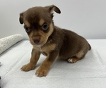 Small Photo #16 Chorkie Puppy For Sale in SAINT AUGUSTINE, FL, USA